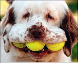 legende hund